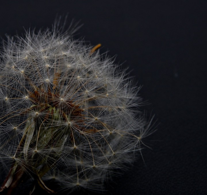 Pusteblume