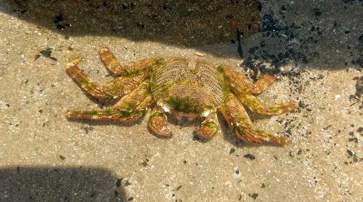 Crab