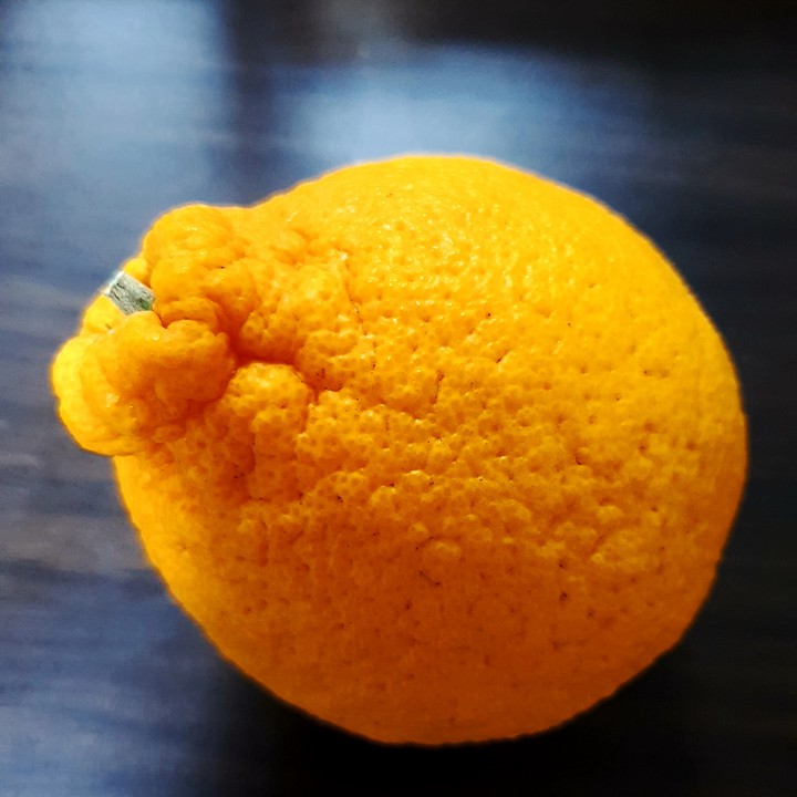 한라봉
