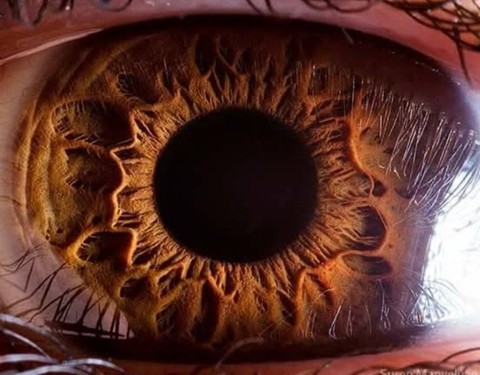 обои Orange, closeup
