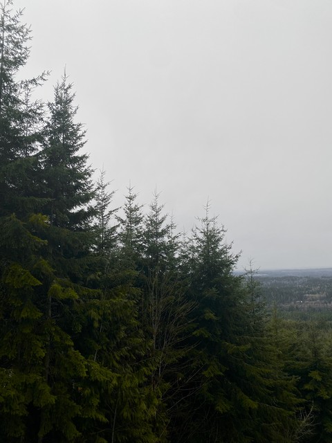sfondi larch, wood