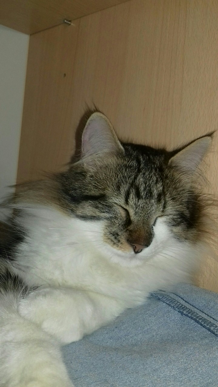 Simba 2 ❤❤