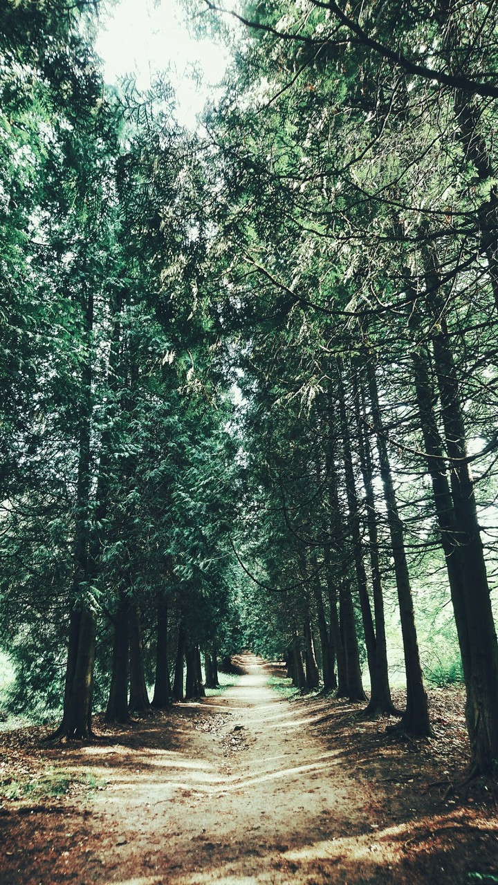 Deep forest
