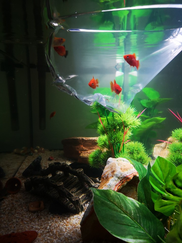 il mio acquario❤️