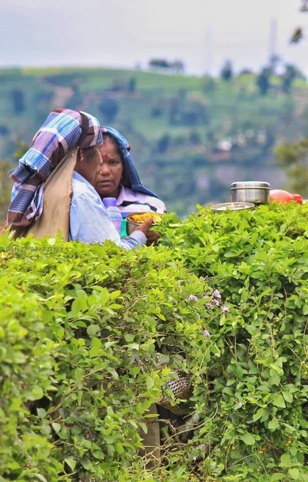 munnar