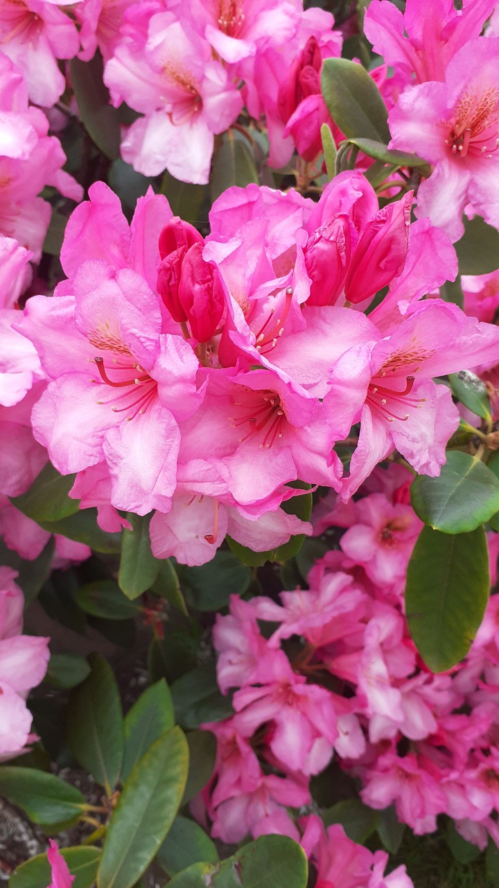 Alpenrose