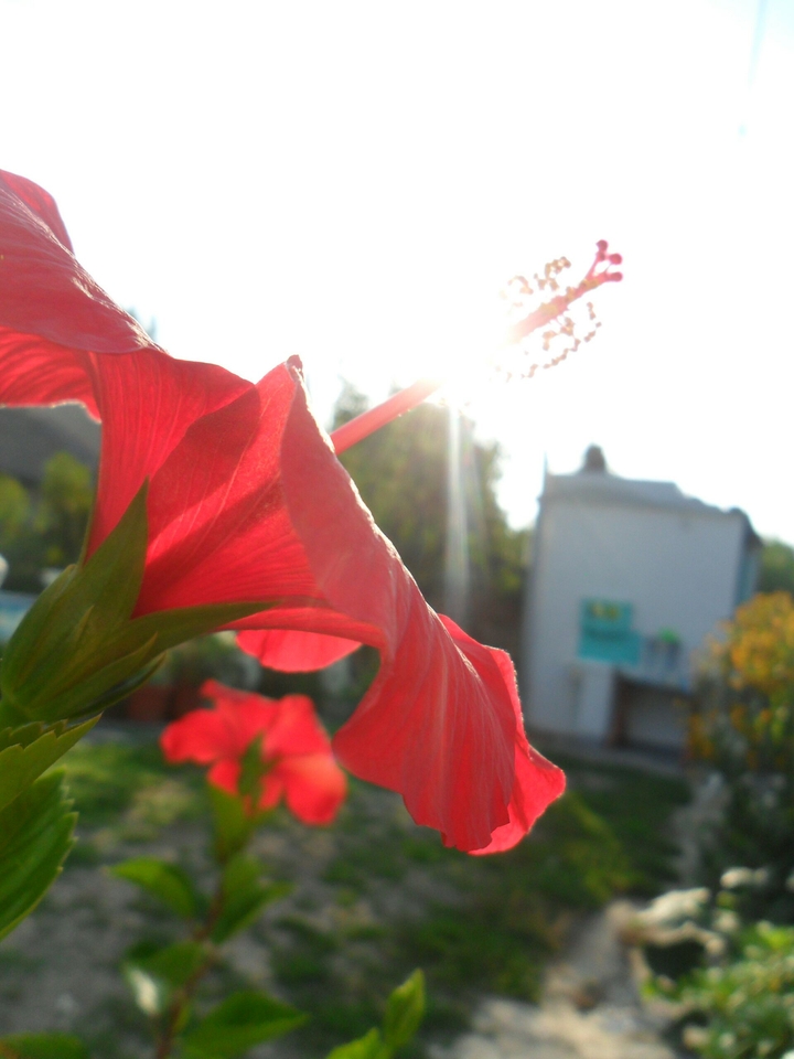 Flower