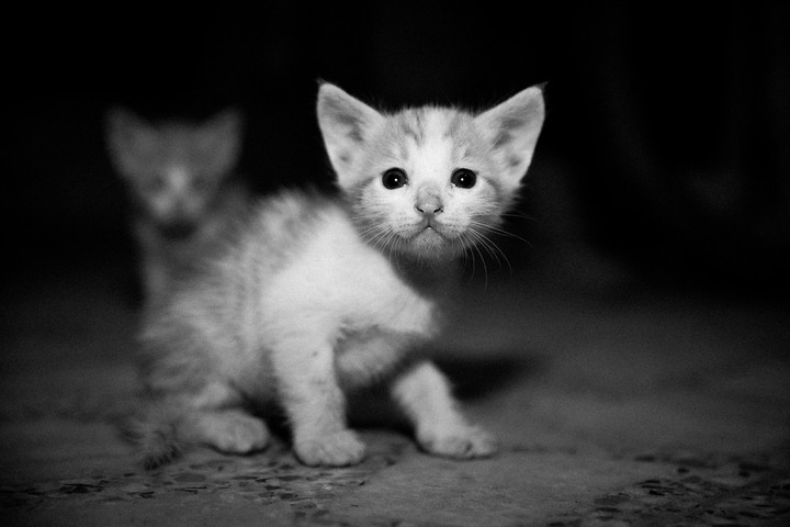 First outing for kitten