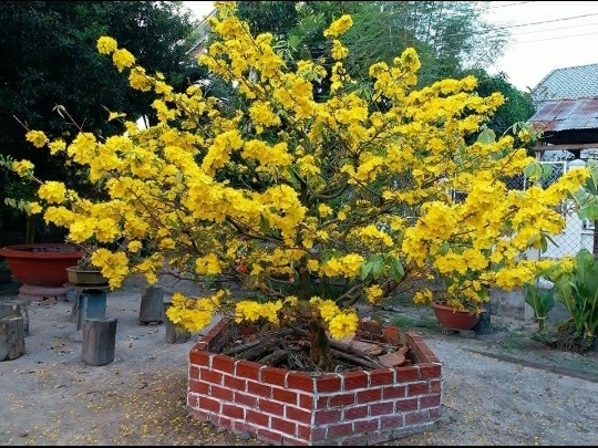 Apricot blossom
