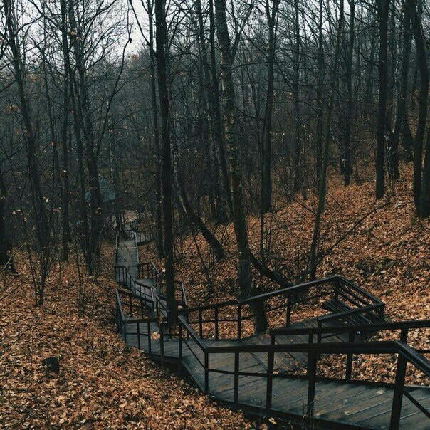 Forest