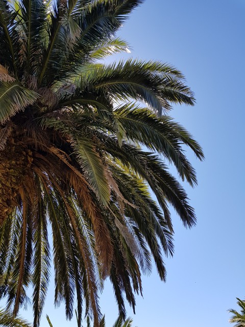 un buen descanso bajo una hermosa palmera