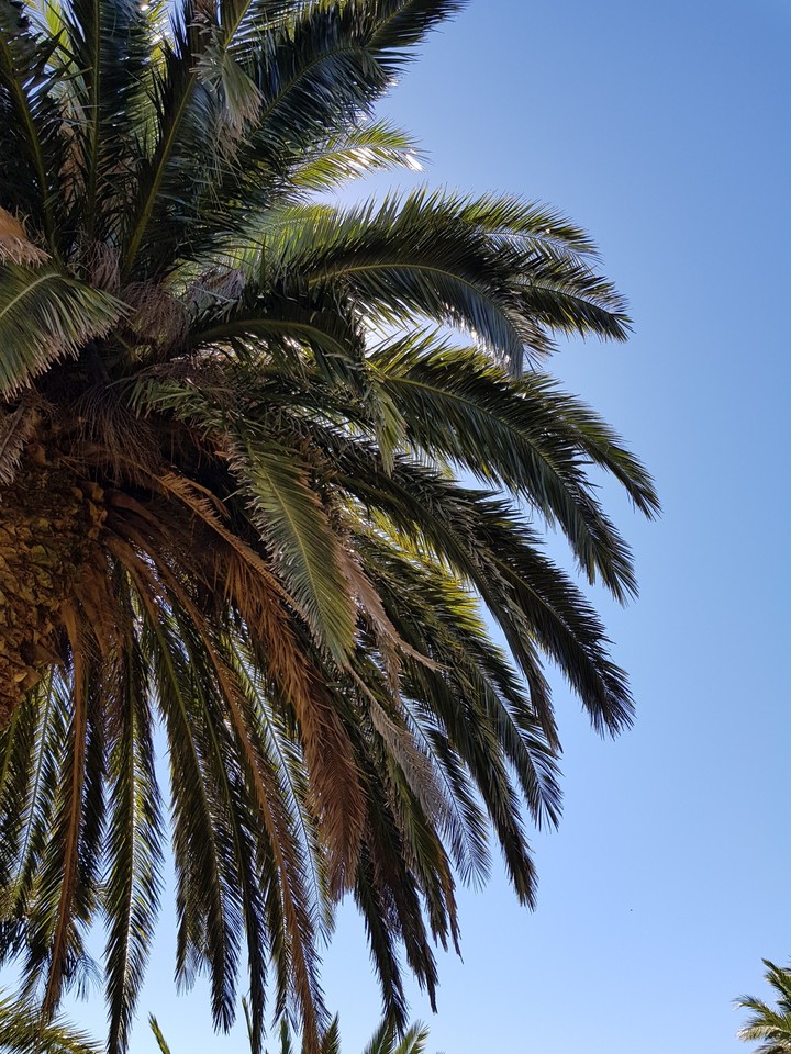 un buen descanso bajo una hermosa palmera
