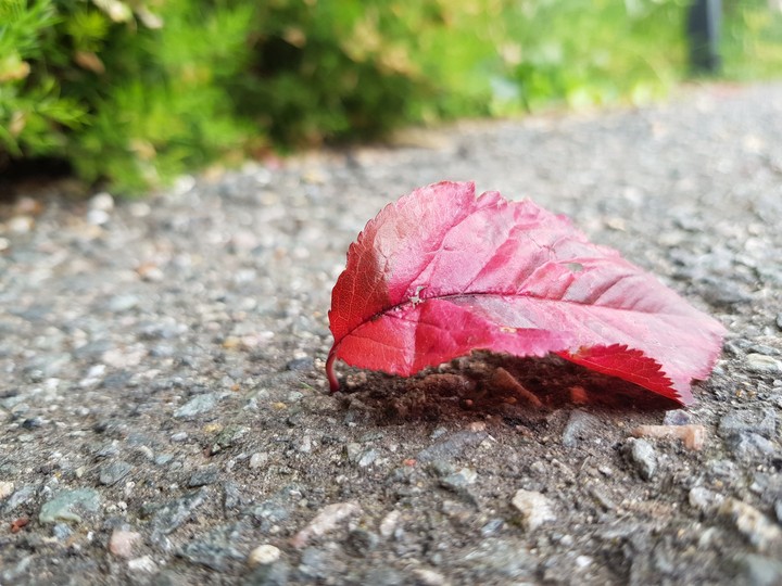 Beauty on the sidewalk