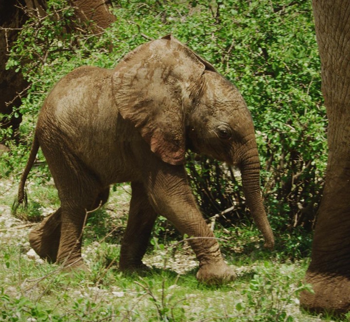 baby elephant