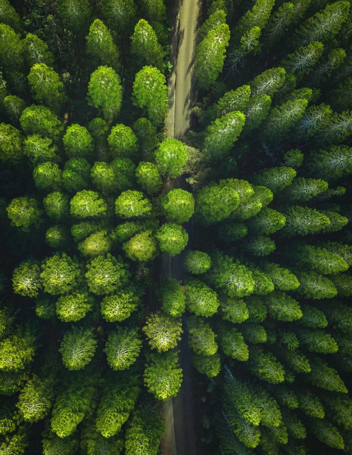 trees