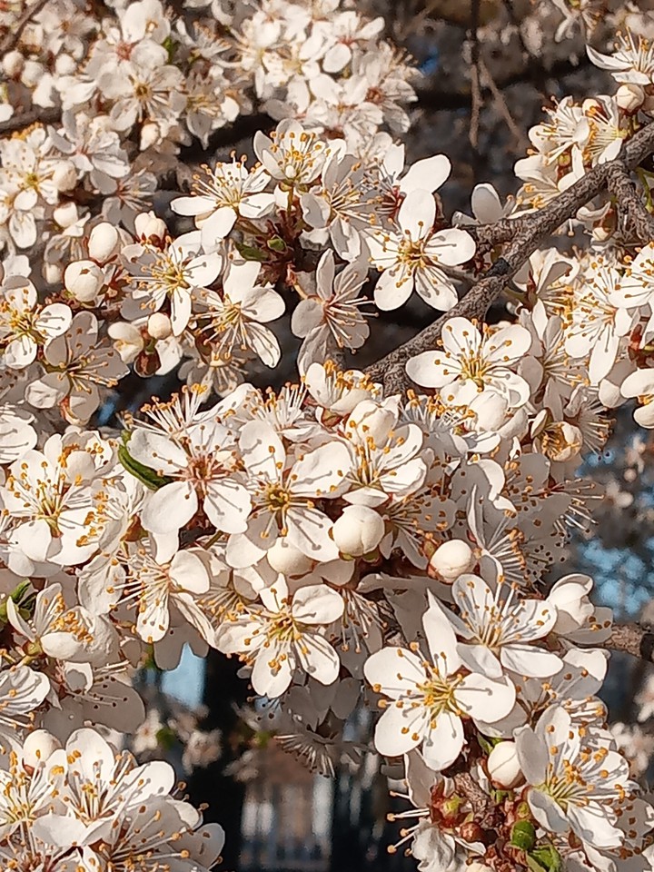 treeblossom