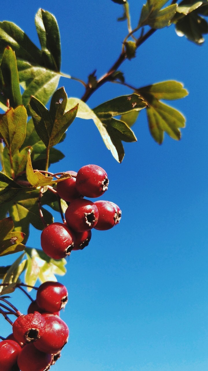red berries