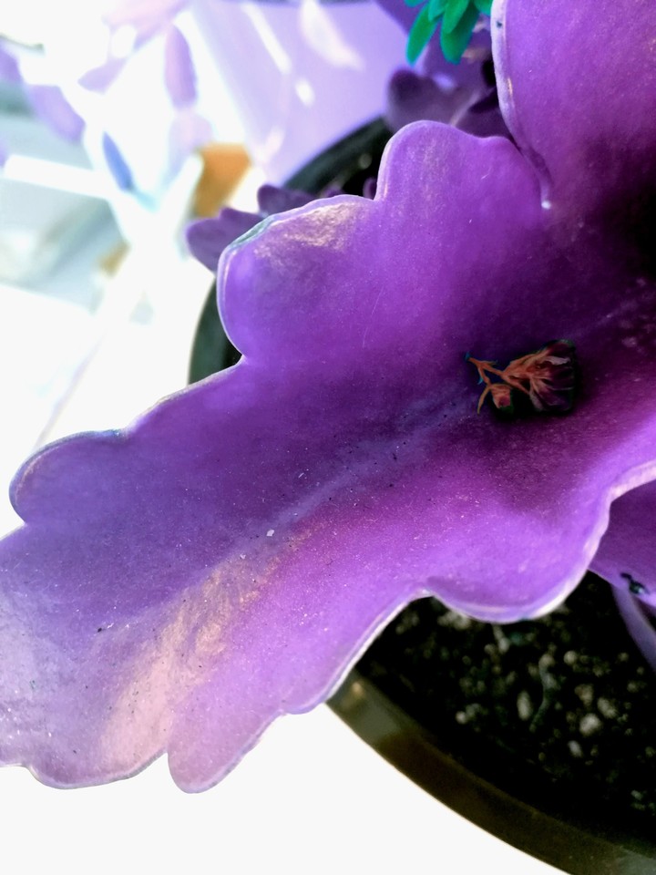 violet plant