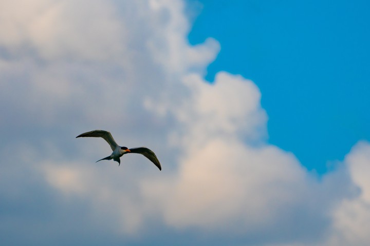 river tern
