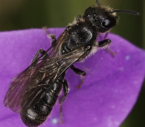 insect, closeup wallpapers