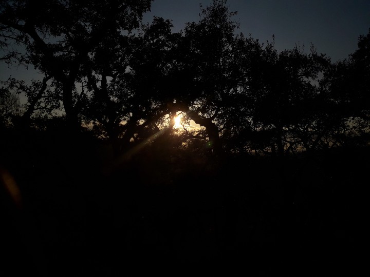 through the leaves...?