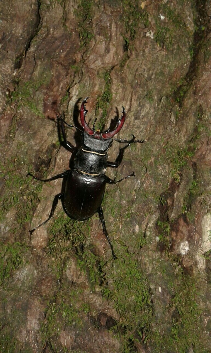 Stage beetle