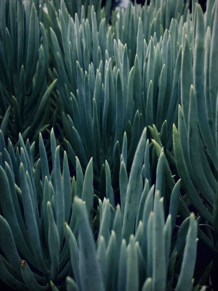 Plants of green?