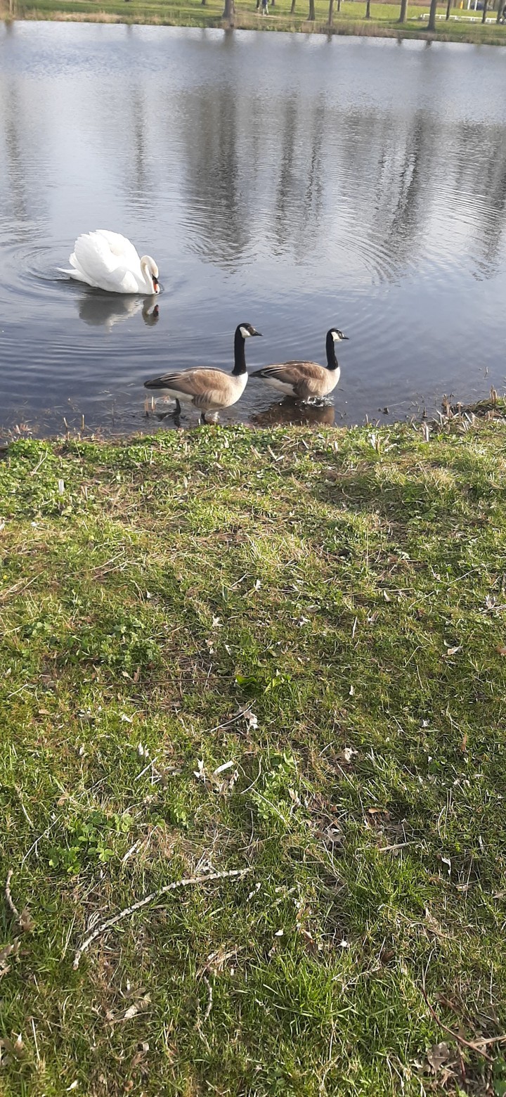 geese swan