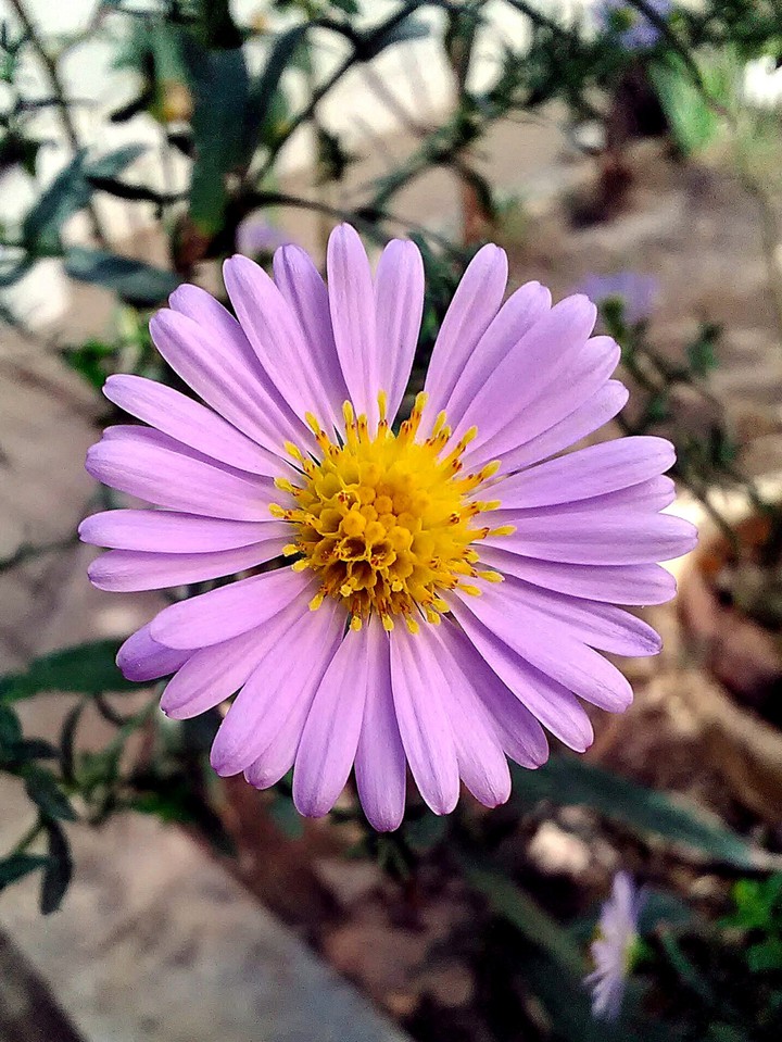 flower