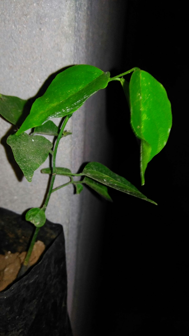 Beautiful plant