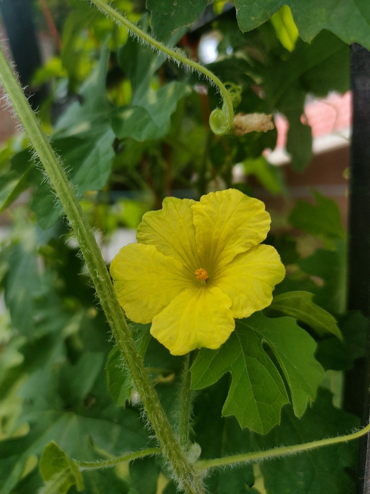 Yellow Flower