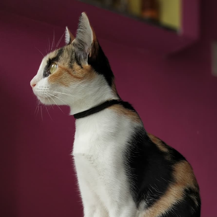Majestic cat