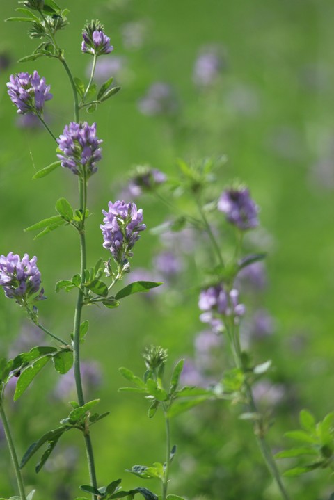 Flowers.