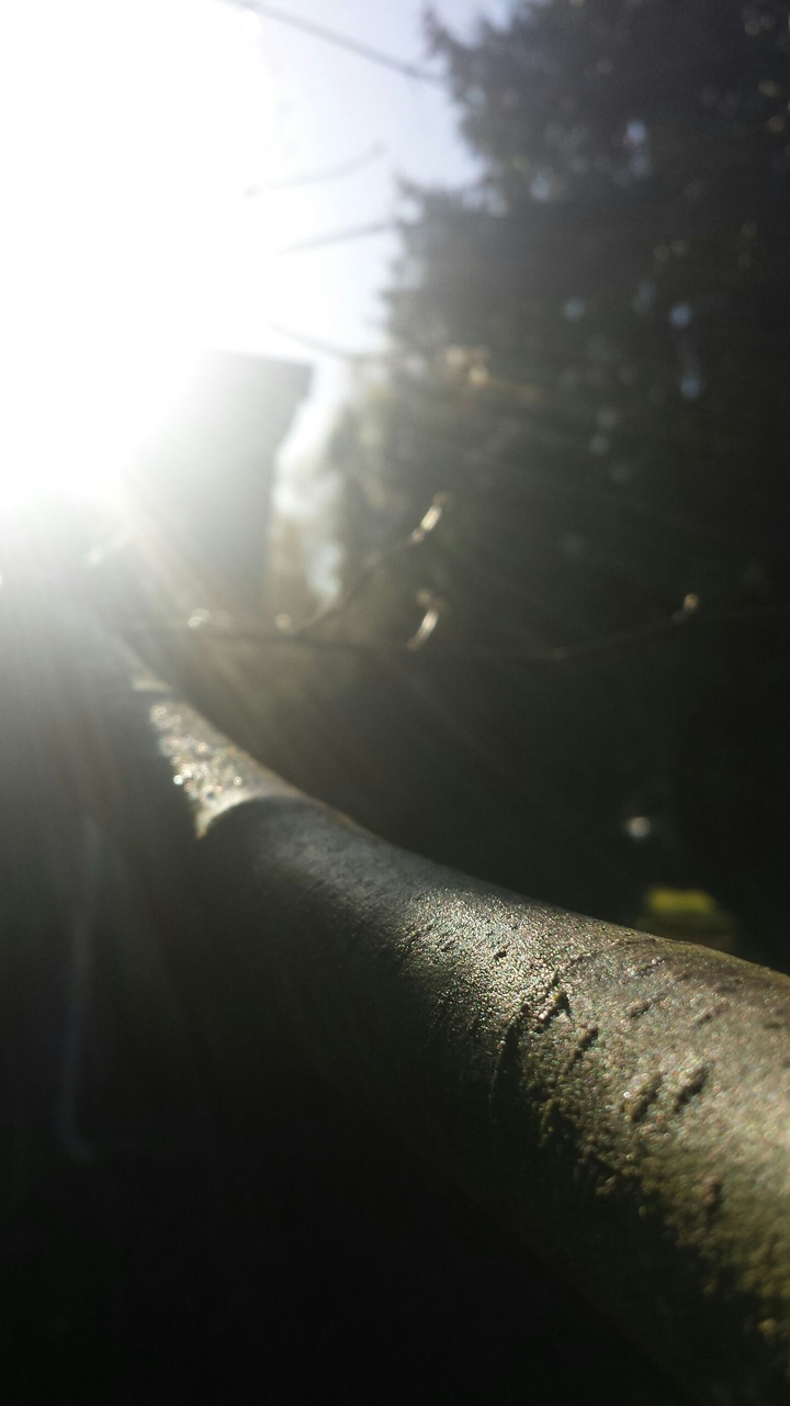 Tree Branch