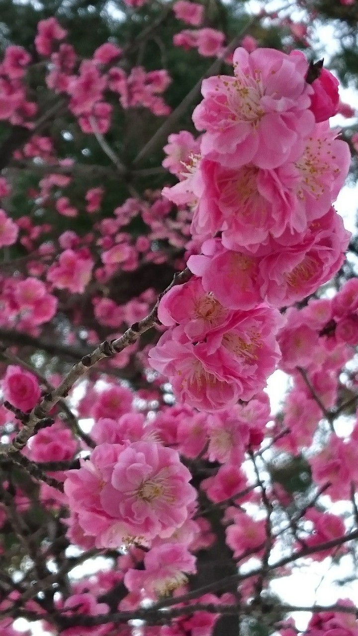 peach  flower?