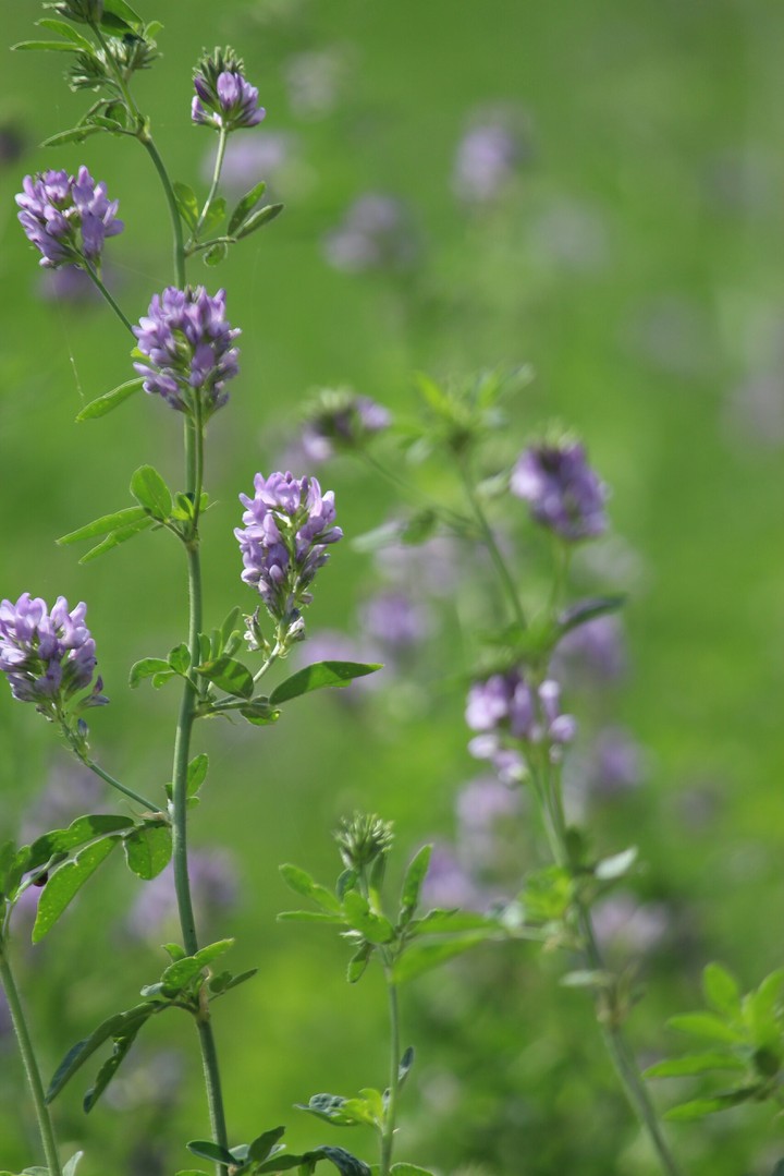Flowers.