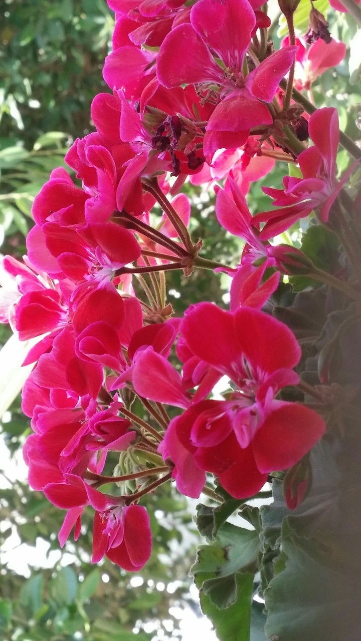 red pinky summer flowers
