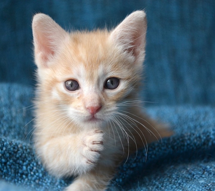Cute Cat