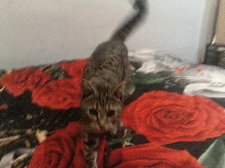 my cat sesa