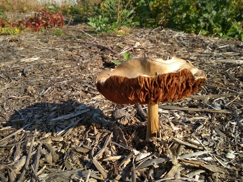 a fungus