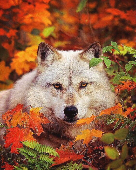 Wolf