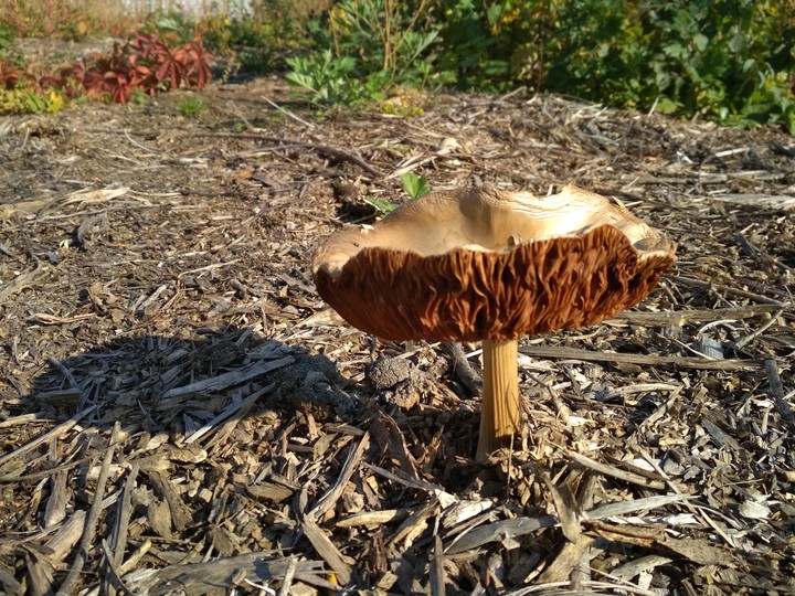 a fungus