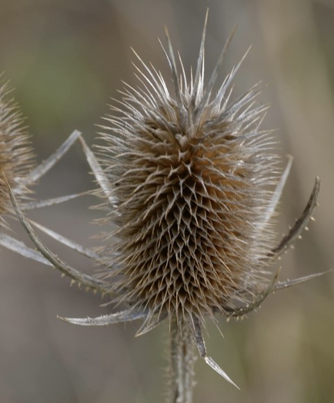 closeup, thorns achtergronden