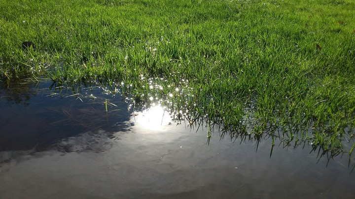 Sunny Grass