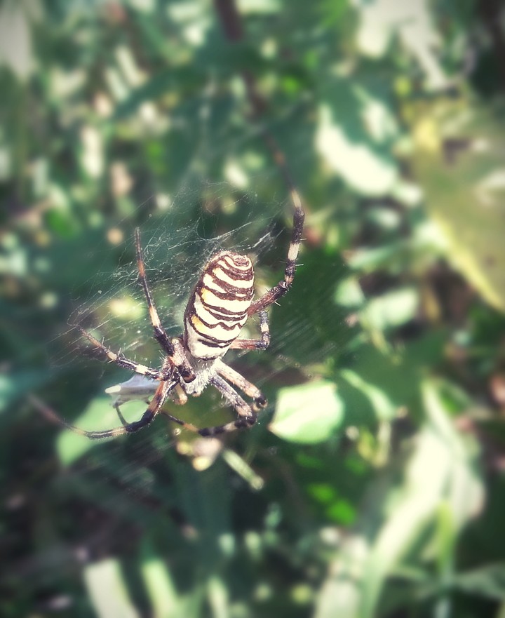Orb weaver spider