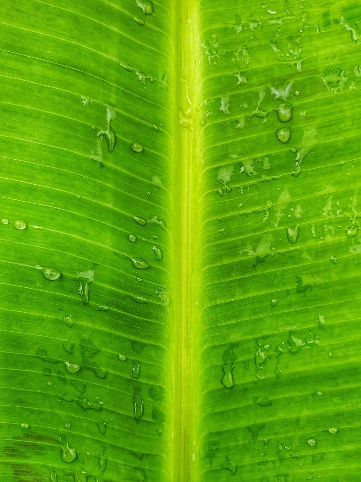 #banana #leaf