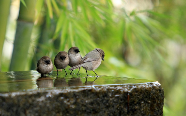 Little sparrows dancing