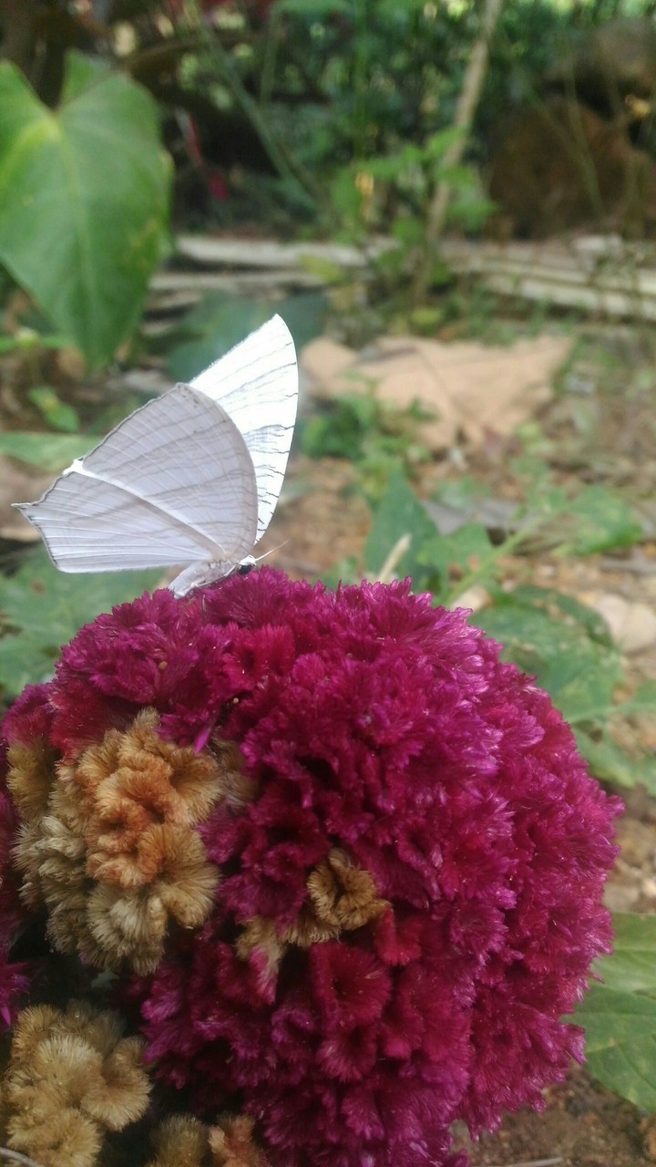flower