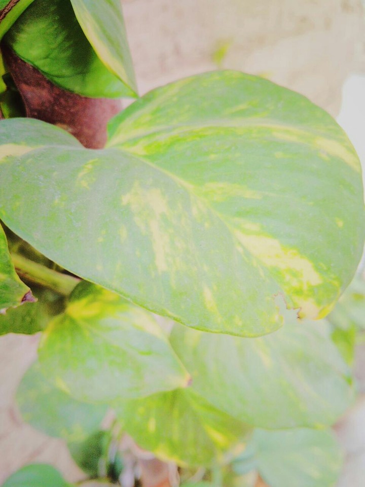 The money leaves