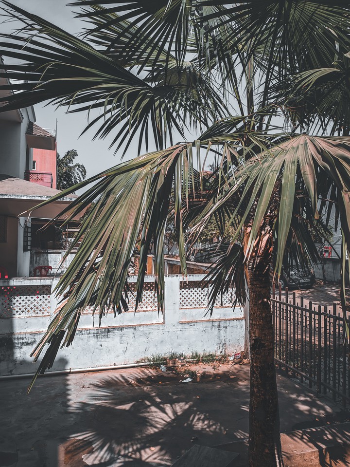 palm tree
